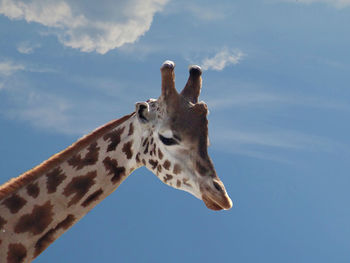 Low angle view of giraffe against sky