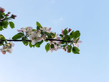 Low angle view of flowers against clear blue sky