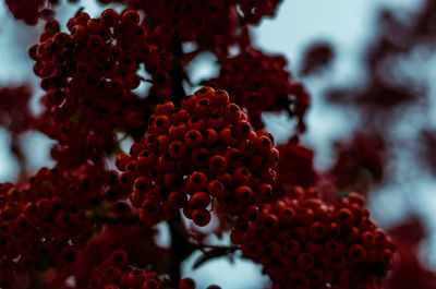 Close-up of red berries against sky