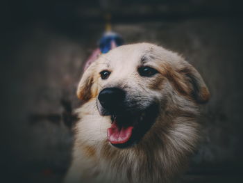 Close-up of dog looking away