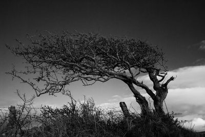 Low angle view of bare tree against sky