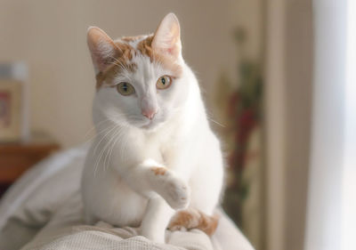 Close-up portrait of cat at home