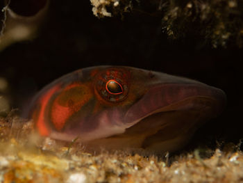 Close-up of fish swimming in sea