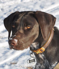 Close-up of a dog