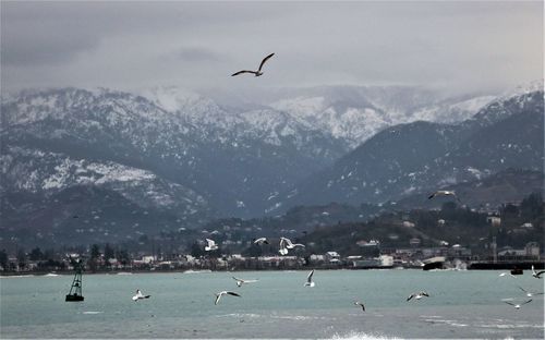 Seagulls flying over snowcapped mountains