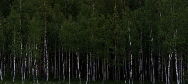 Panoramic shot of pine trees in forest