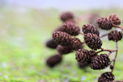 Close-up of food