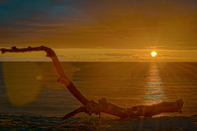 Driftwood on beach against sky during sunset