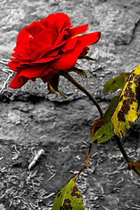Close-up of red flower