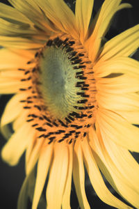 Close-up of yellow flower