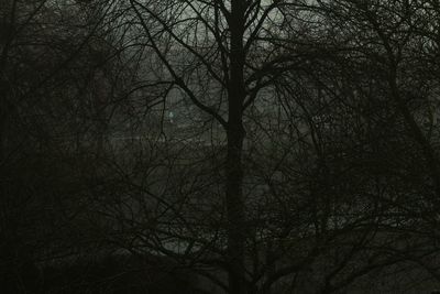 Low angle view of bare trees against sky