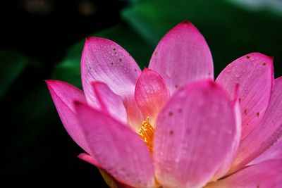 Close-up of pink water lily