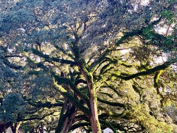 Low angle view of tree
