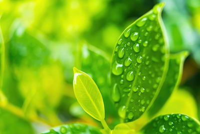 Close-up of wet plant leaves