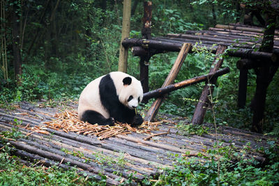 Abandoned panda