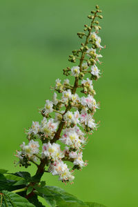 Close-up of pink cherry blossom tree