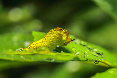 Close-up of wet yellow leaf