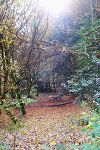 Trees in forest during autumn