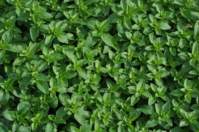 Full frame shot of fresh green plants