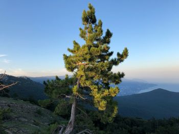 Tree on mountain against blue sky