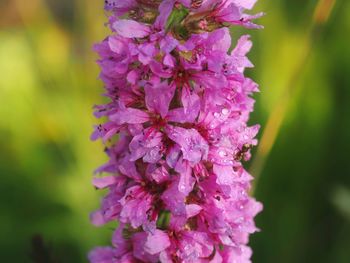 Close-up of pink flowering plant