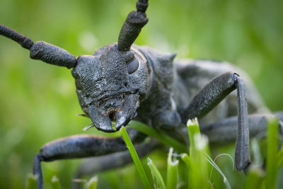 Close-up of lizard