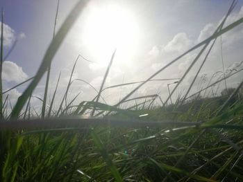 Close-up of grass against bright sun