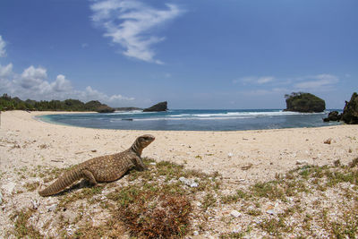 Savannah monitor lizard roam at the tropical beach