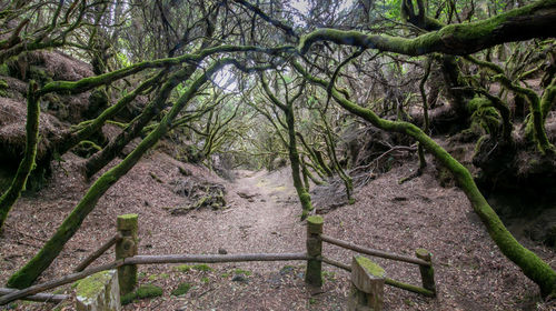 Trees growing in forest