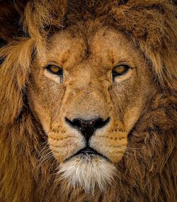 Close-up of lioness