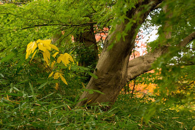 Scenic view of flowering trees in forest