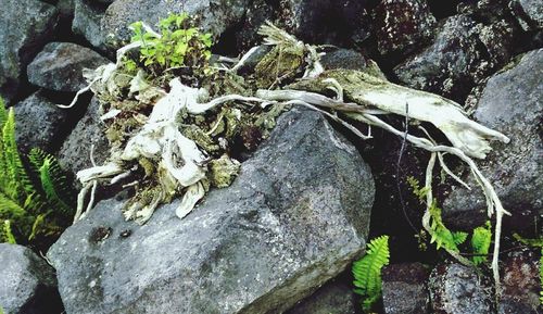 Close-up of plants on rock