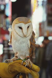 Cute white brown owl