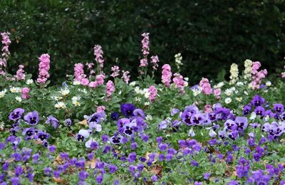 Purple flowering plants in park