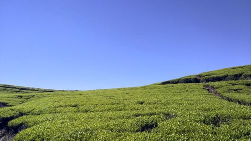 Scenic view of landscape against clear blue sky