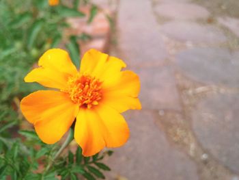 Close-up of yellow flower blooming outdoors