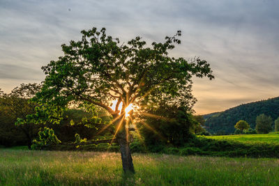 Scenic view of grassy field against sky at sunset