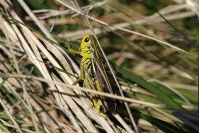 Close-up of insect on grass
