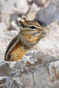 Squirrel on rock