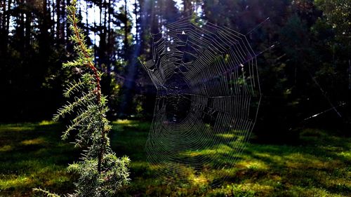 Close-up of spider on web