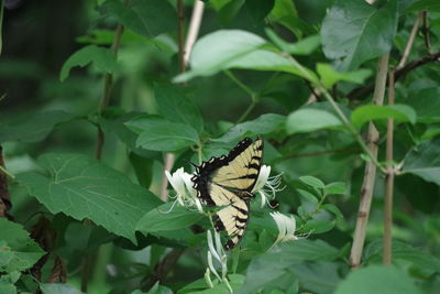 Butterfly perching on leaf