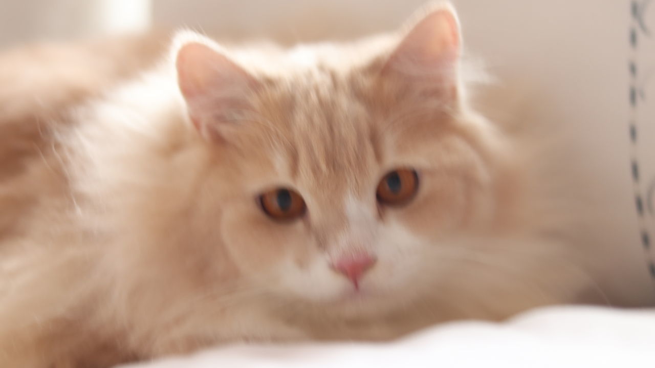 CLOSE-UP PORTRAIT OF CAT RELAXING ON BED