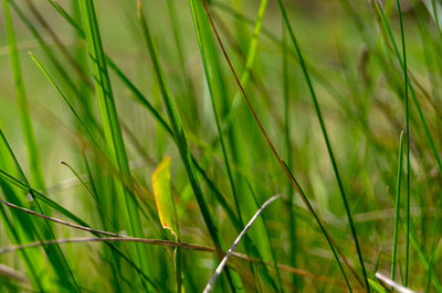 Close-up of fresh green grass in field