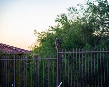 View of bird on fence against sky