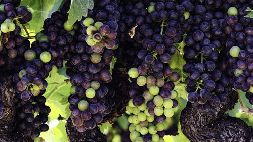 Full frame shot of grapes