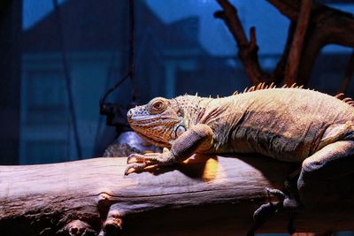 Close-up of iguana