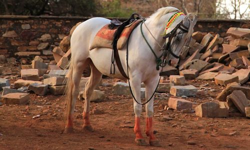 Horse standing on dirt road