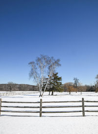 Trees on field against clear sky during winter