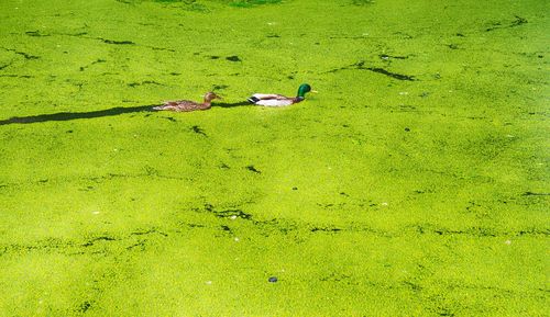 High angle view of birds in lake