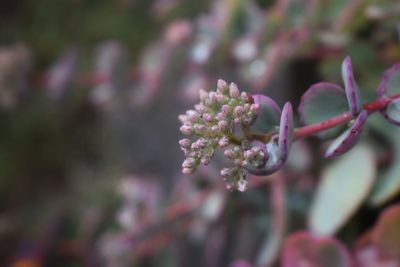 Close-up of flowering plant